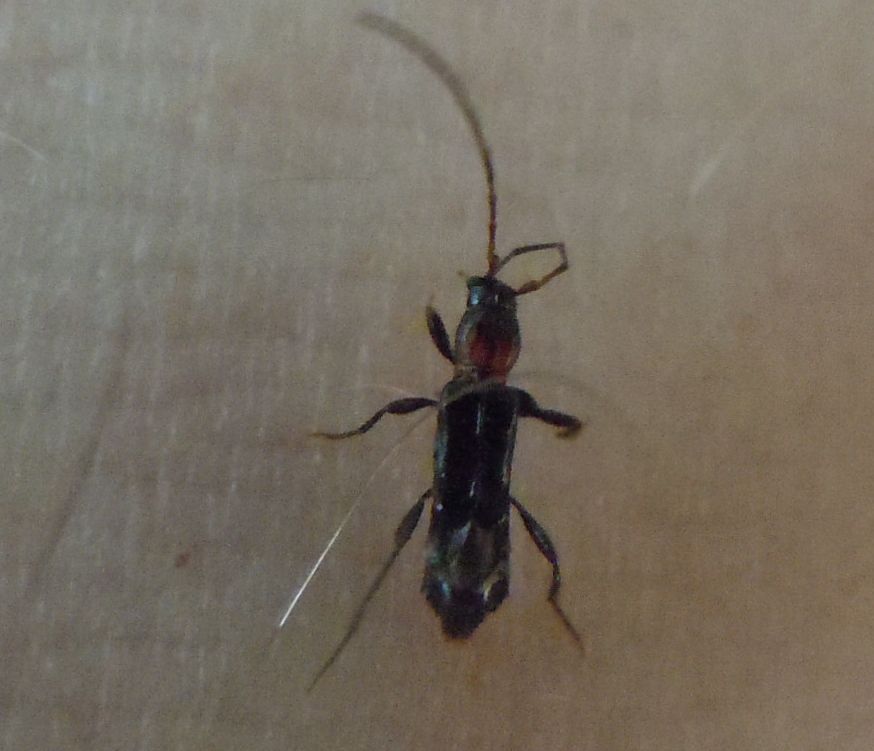 Chi ? Nathrius brevipennis